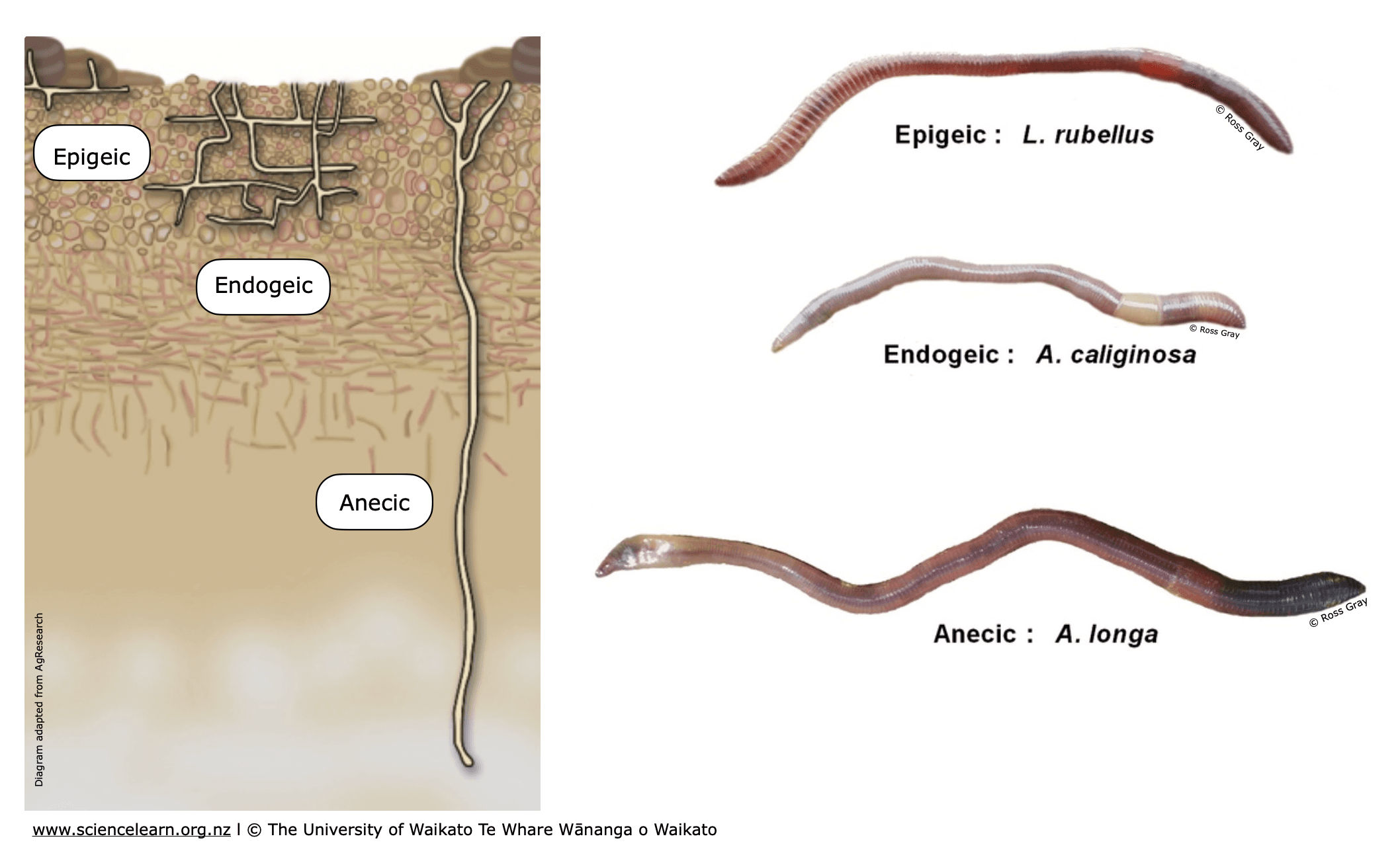 Niches within earthworms’ habitat