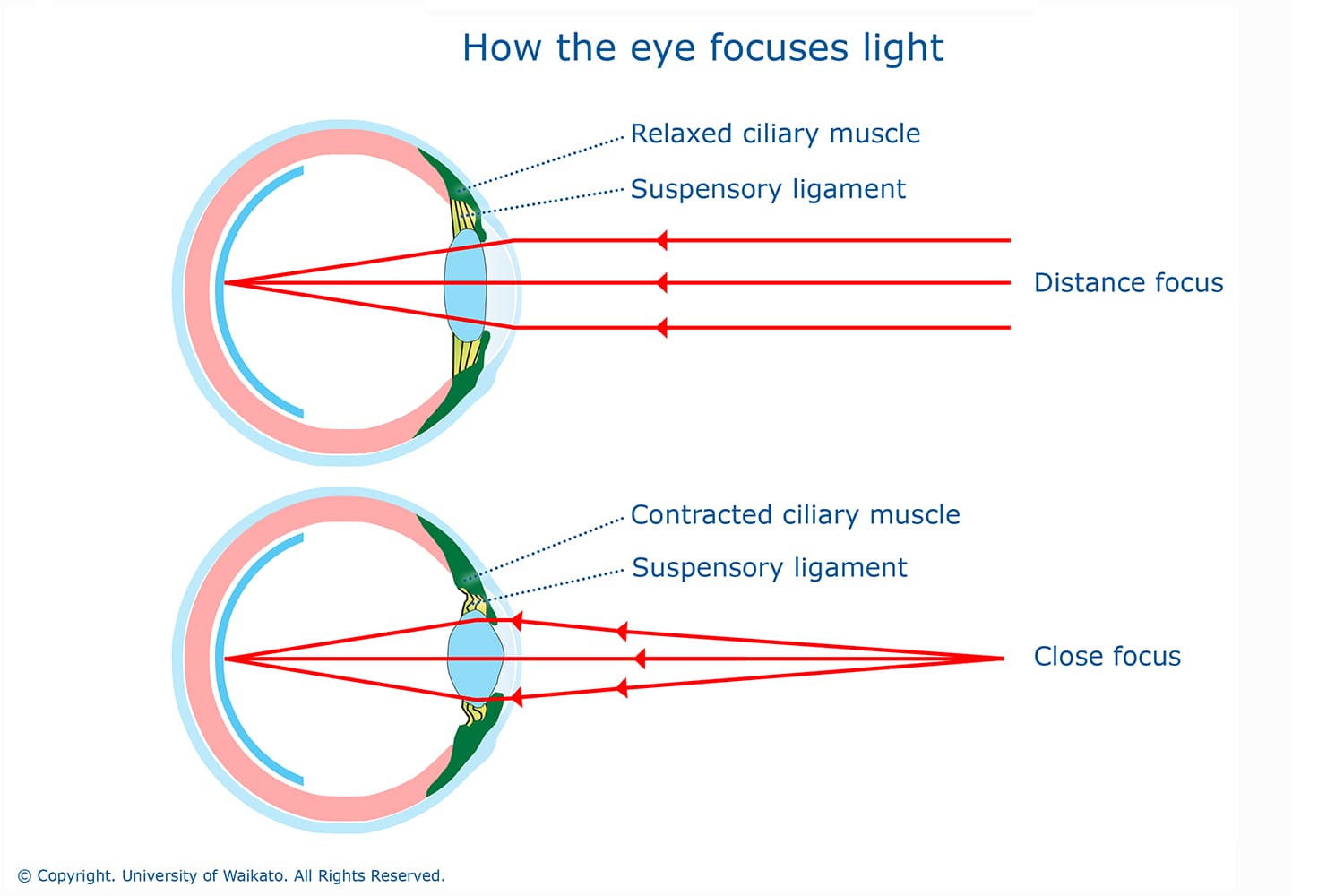 How the eye focuses light