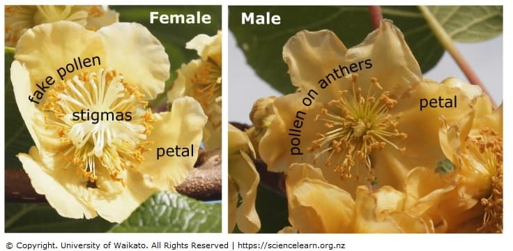 Kiwifruit pollination problems