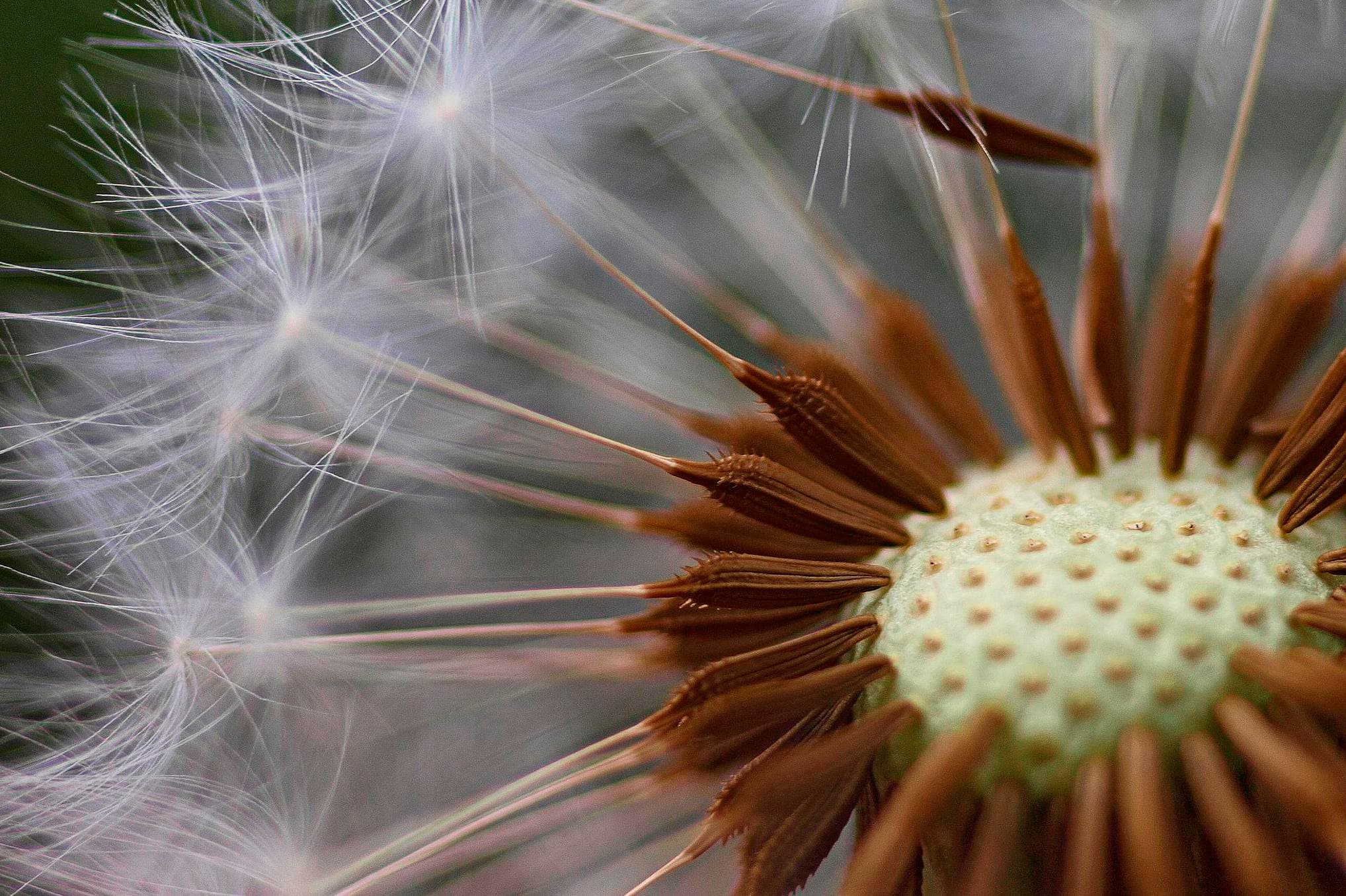 Seed dispersal