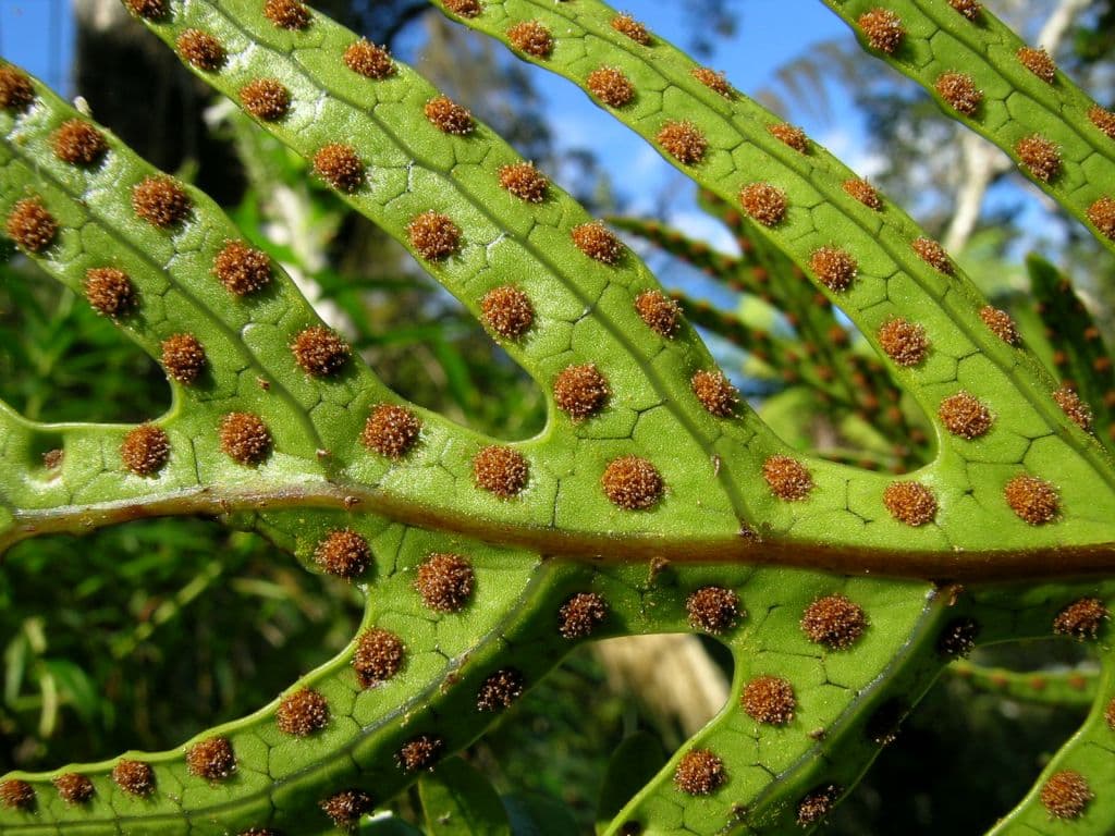 Fern propagation