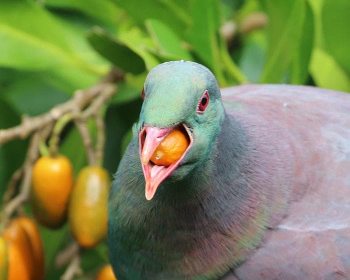 Native bird adaptations