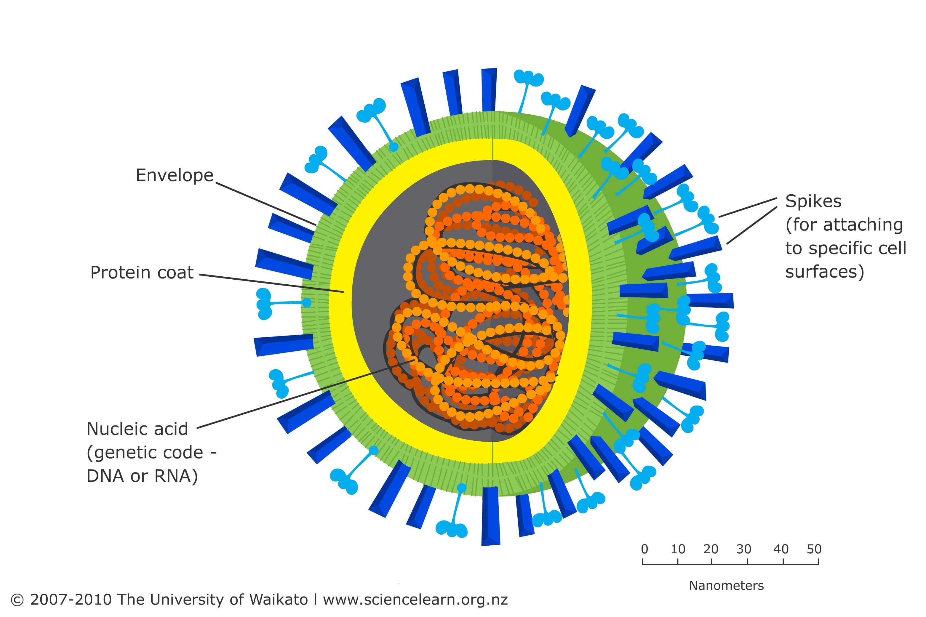 Virus strains