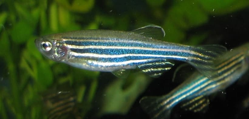 Dr Love's zebrafish