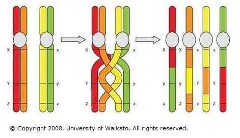 Meiosis, inheritance and variation