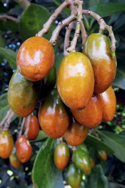 Poisonous plants in New Zealand