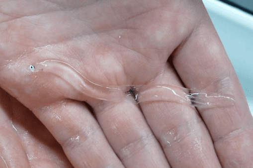 Tuna – working with glass eels