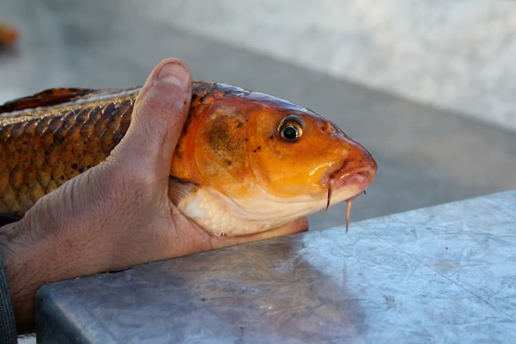 Trapping koi carp