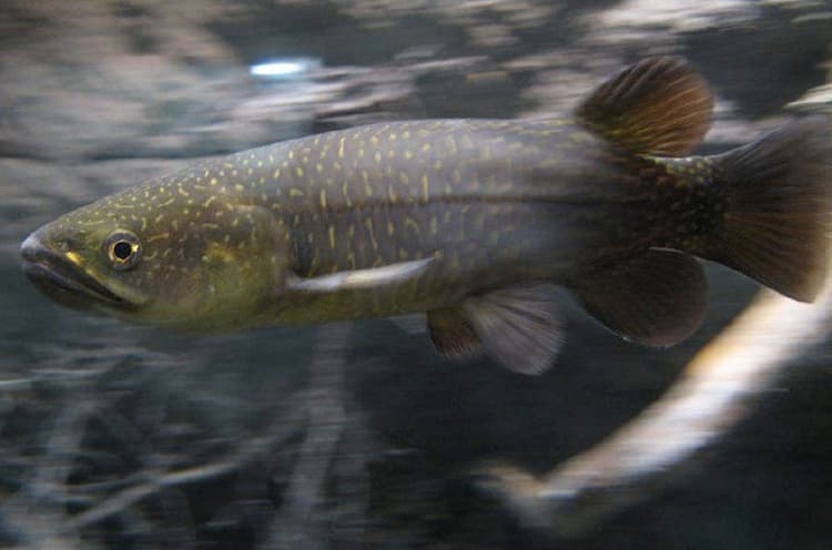 New Zealand’s freshwater fish – introduction