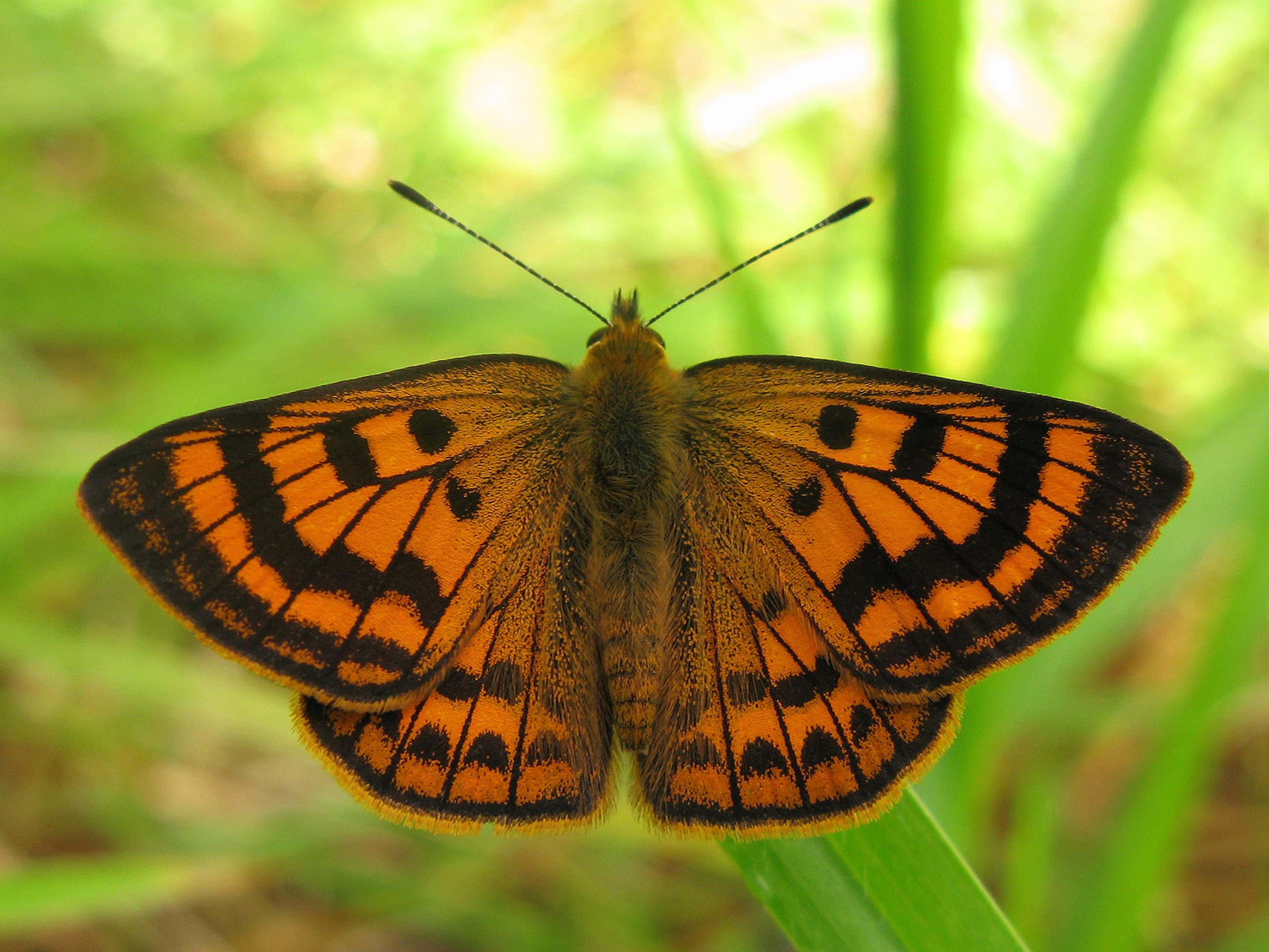 Investigating butterflies – an introduction