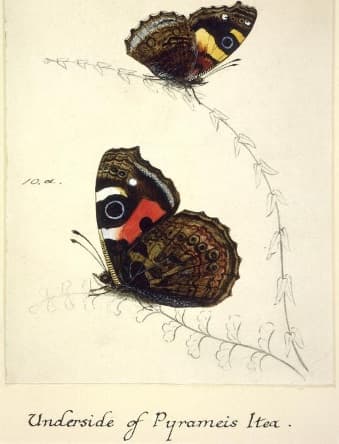 New Zealand butterfly origins