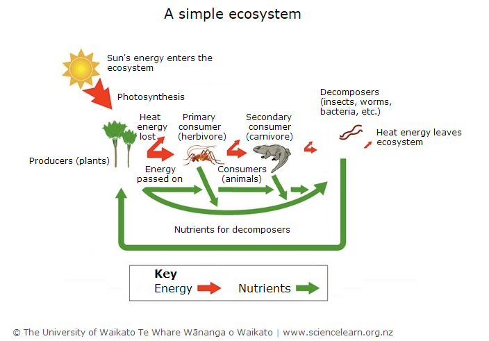 Innovation ecosystem