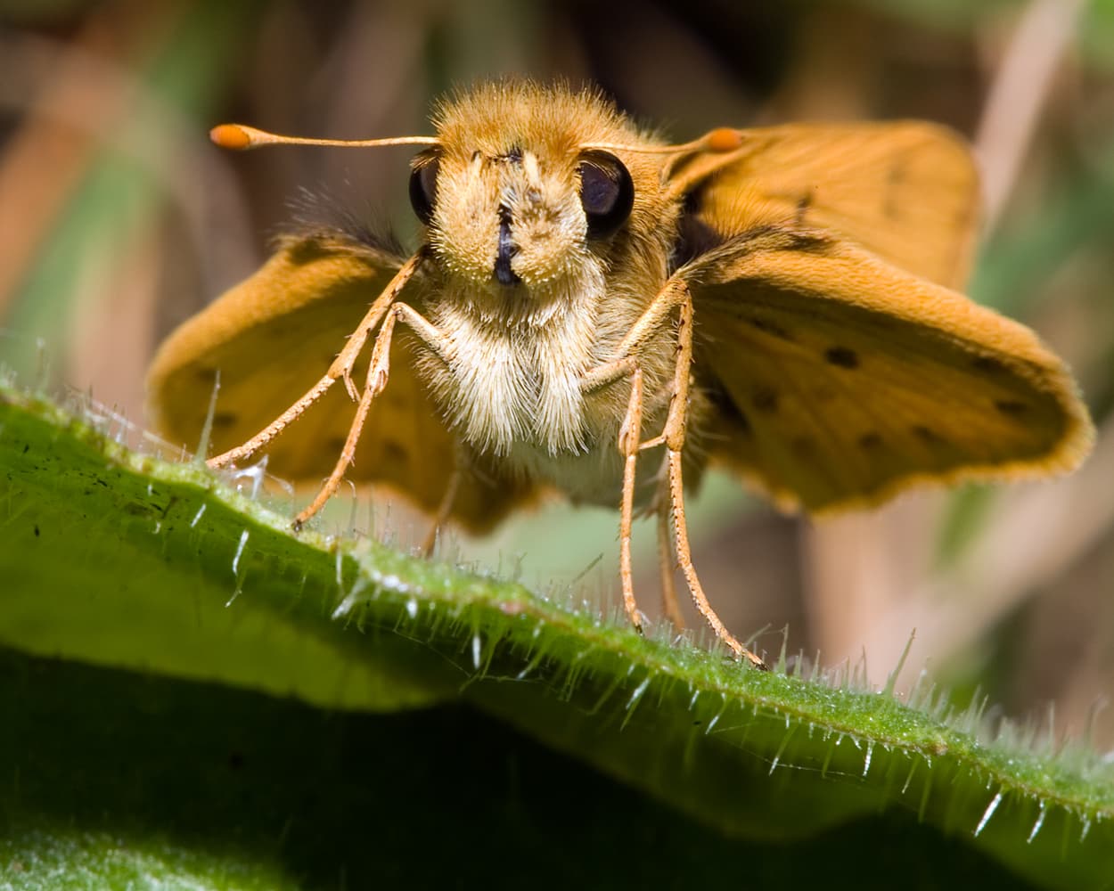 Differences between butterflies and moths