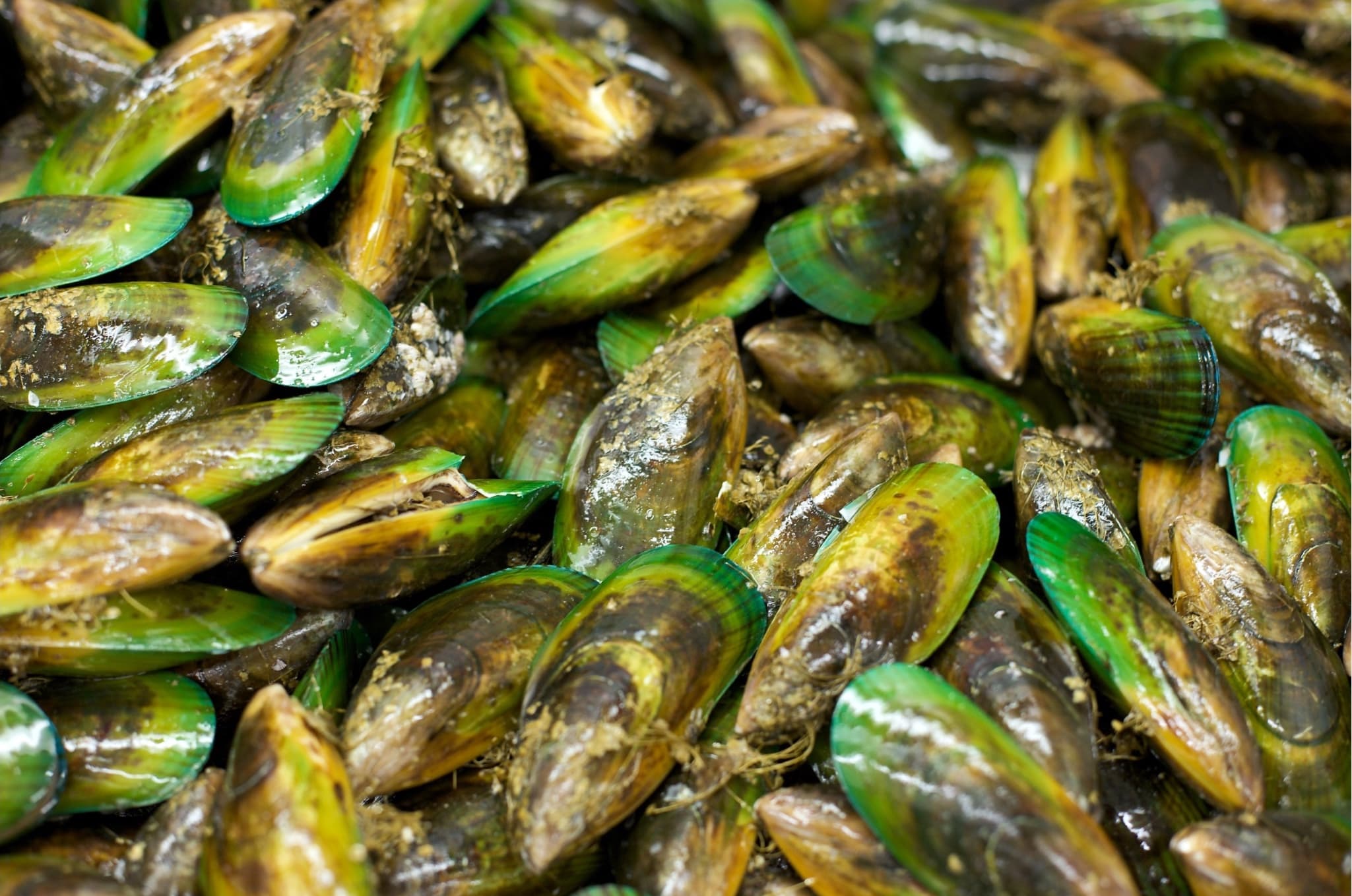 Farming green-lipped mussels – introduction