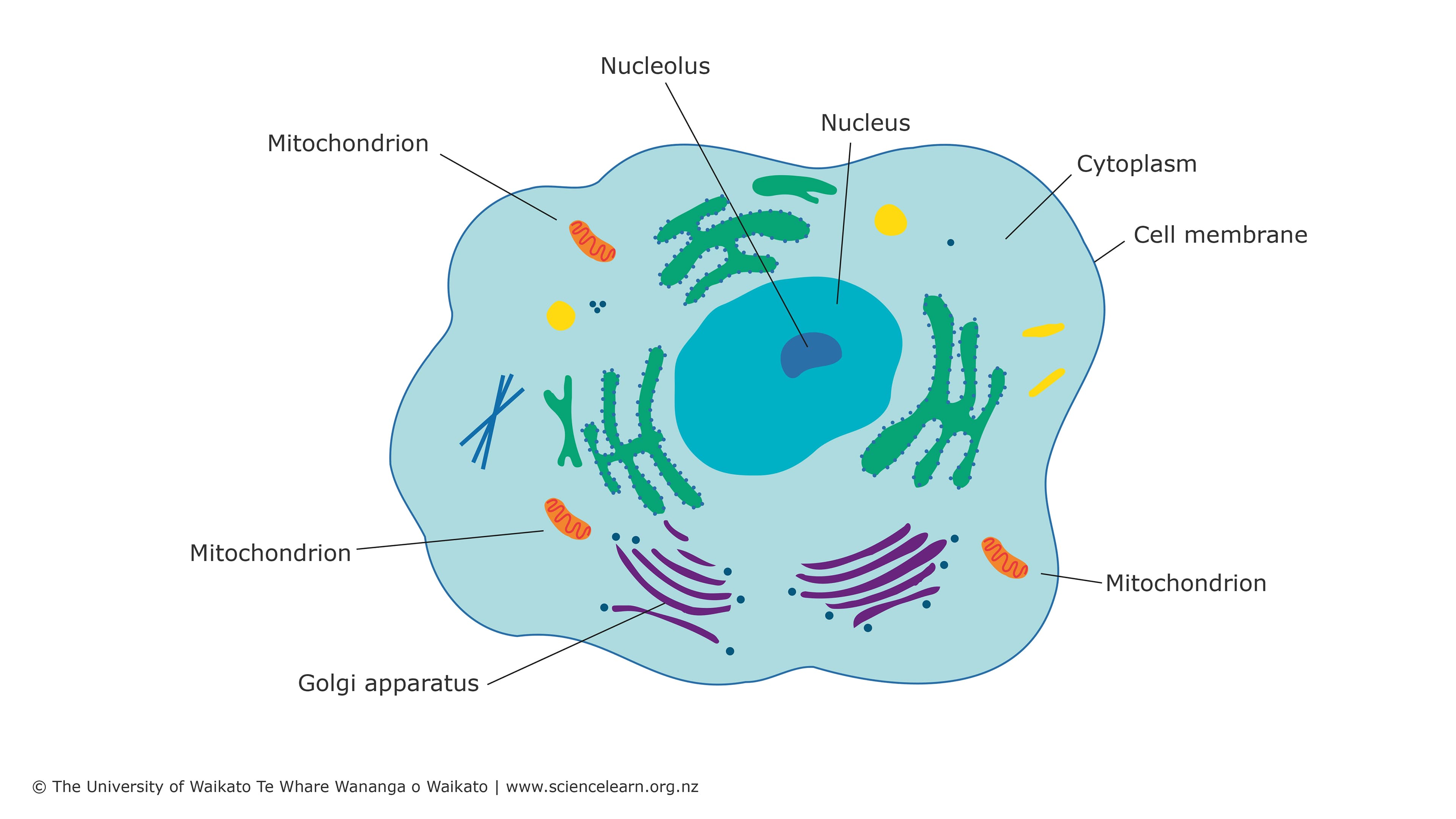 Characteristics of normal and cancerous cells