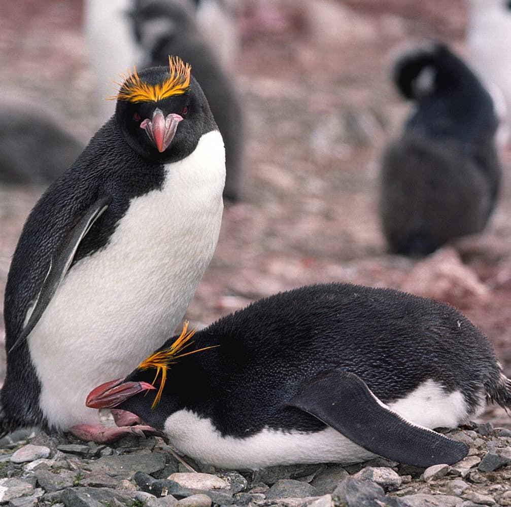 Penguins