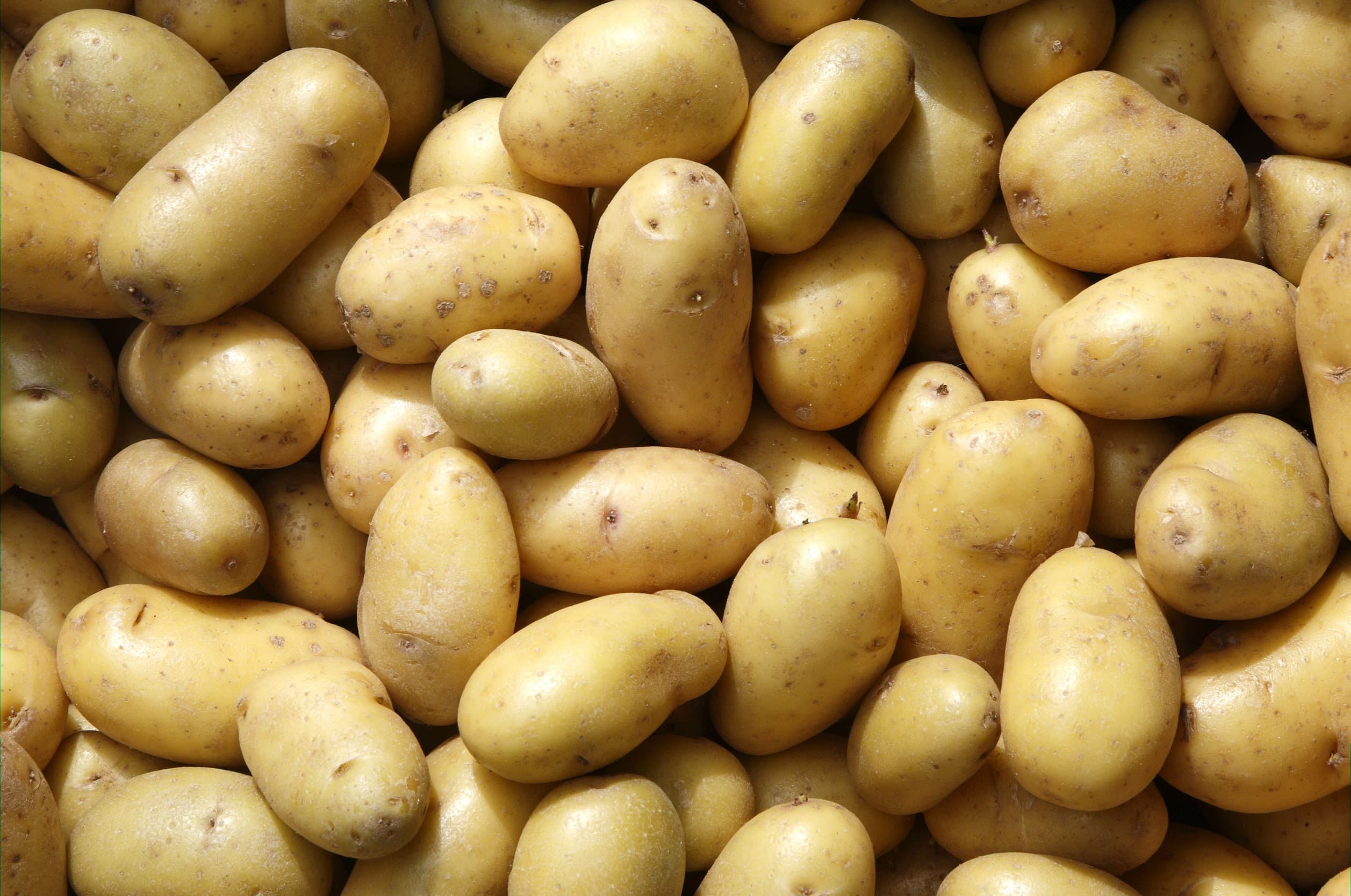 Public acceptance of genetic modification to improve disease resistance in potatoes