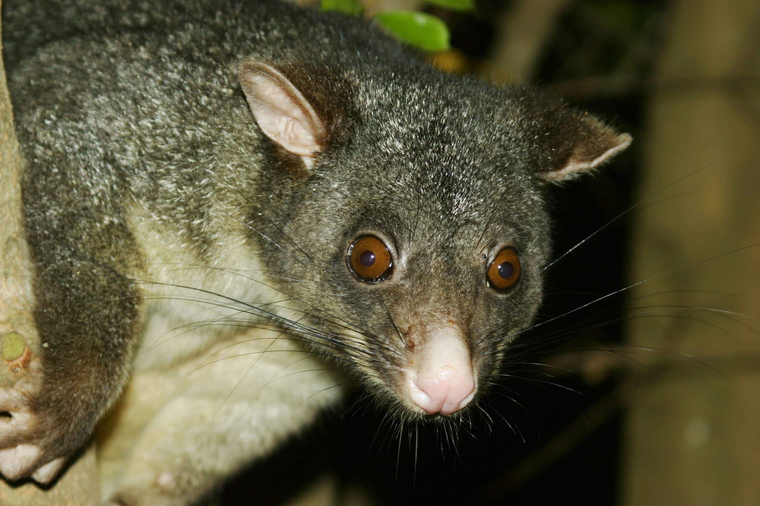 Using a worm to reduce possum numbers