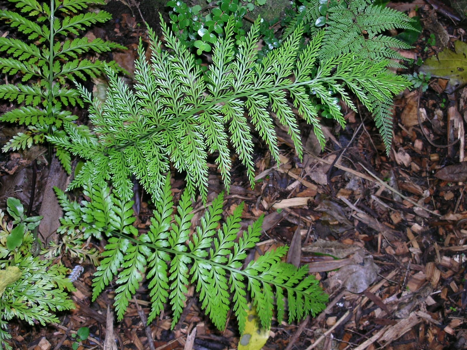 Ferns – key terms