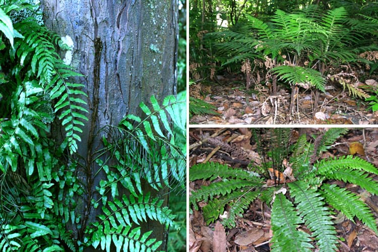 Classifying and identifying ferns