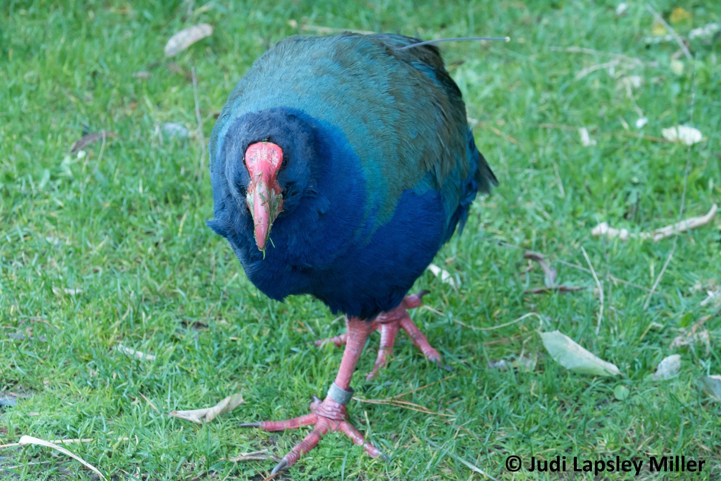 Barcoding New Zealand swamphens