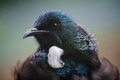 Hamilton Halo – bringing tūī back to Hamilton City