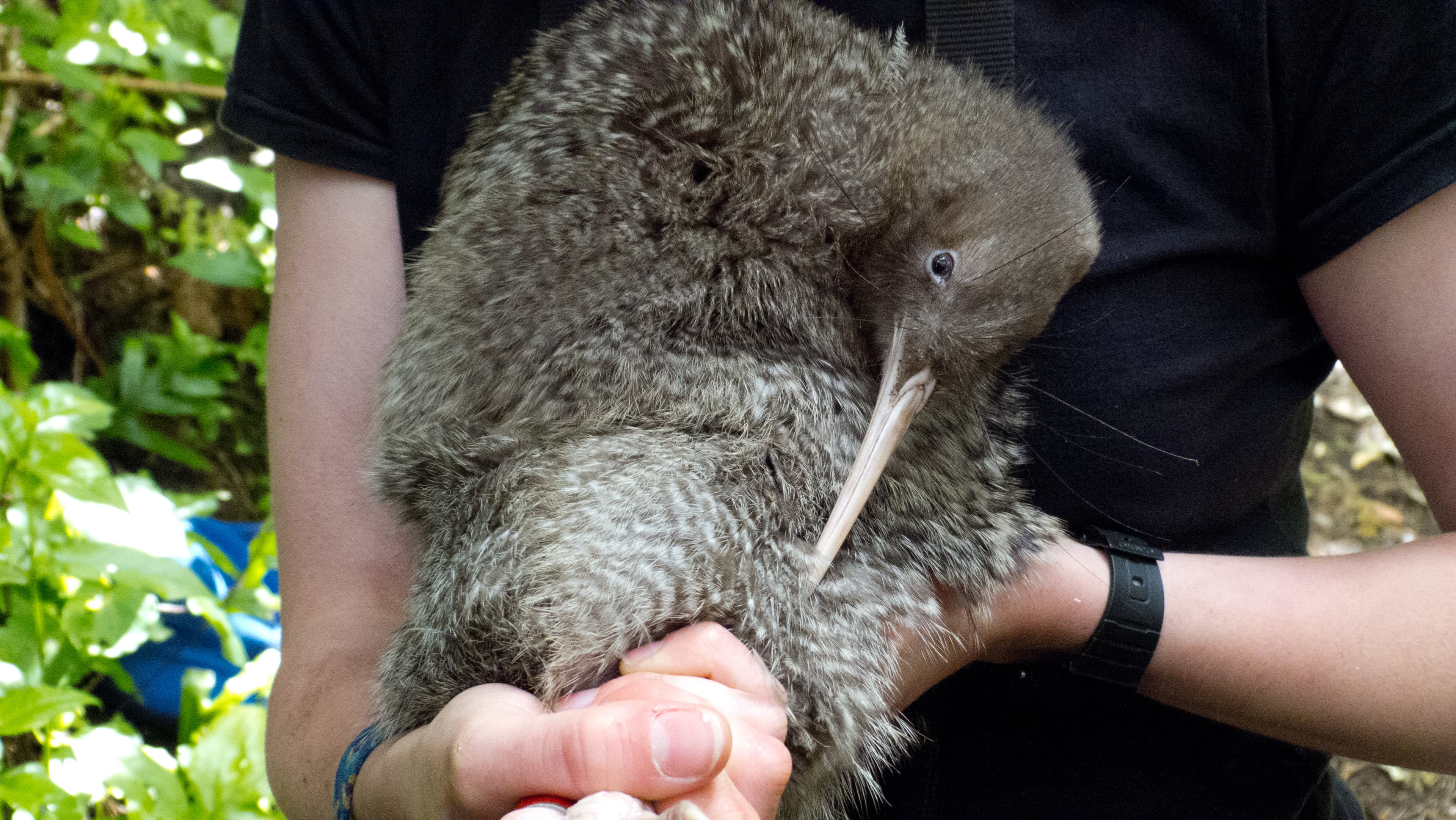 Kaitiaki of the kiwi