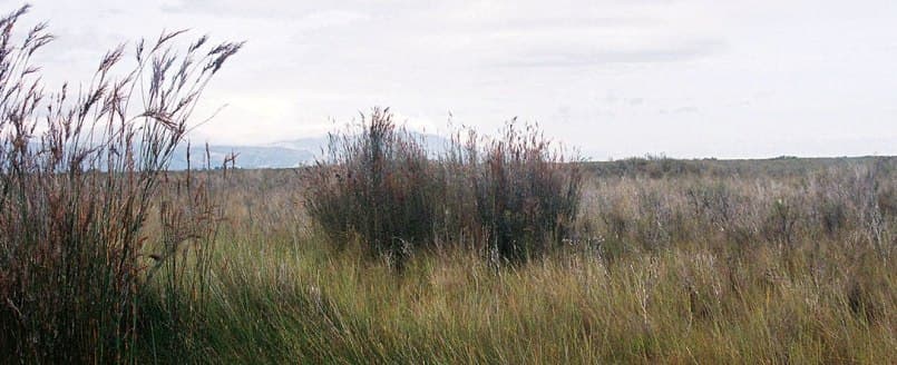 New Zealand’s peat bogs reveal climate history