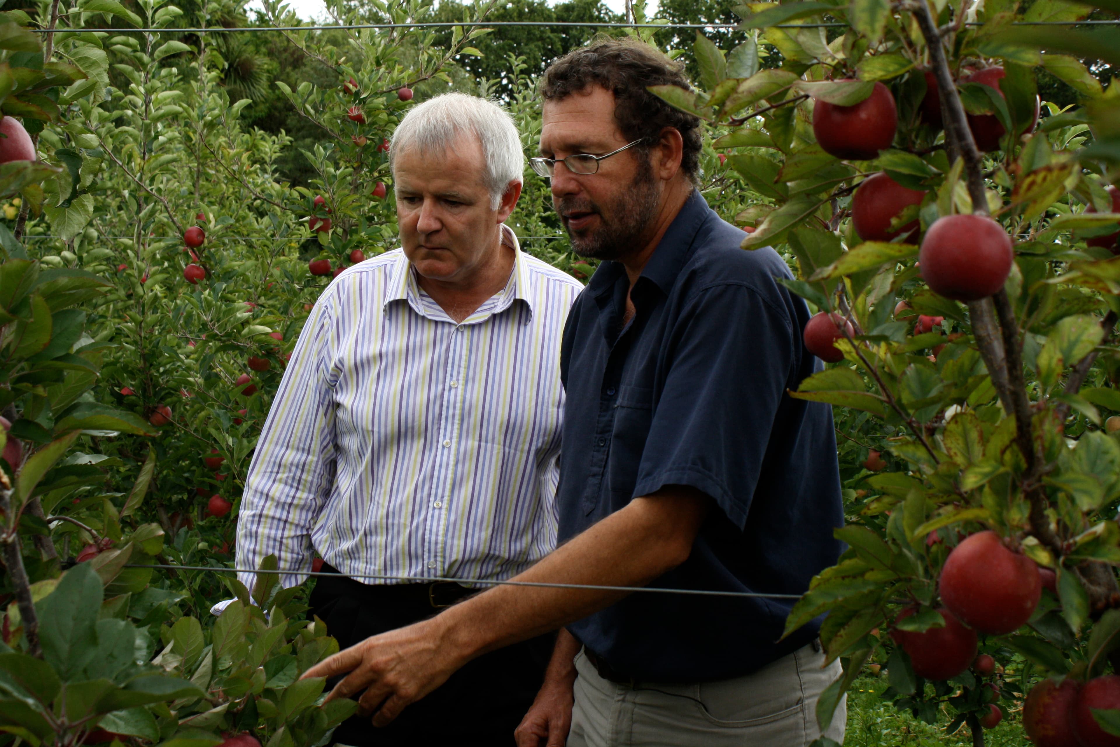 Commercialising a new apple variety