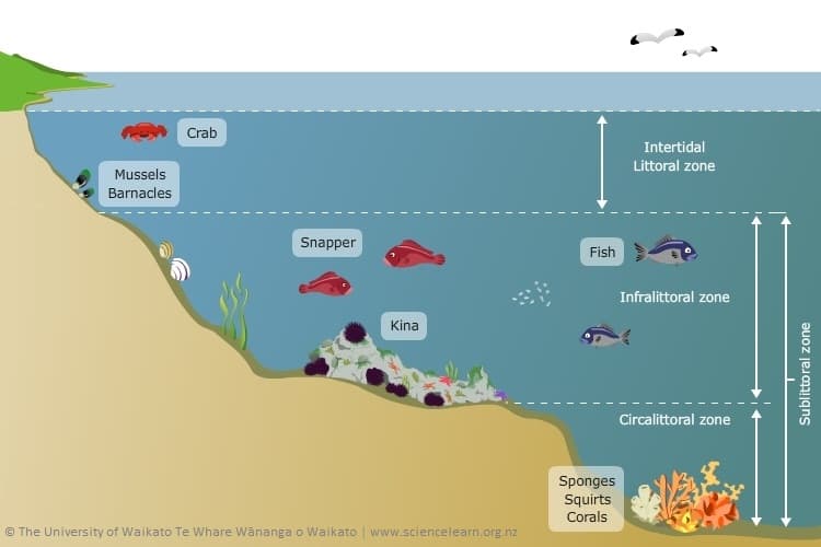 Living World – The rocky shore