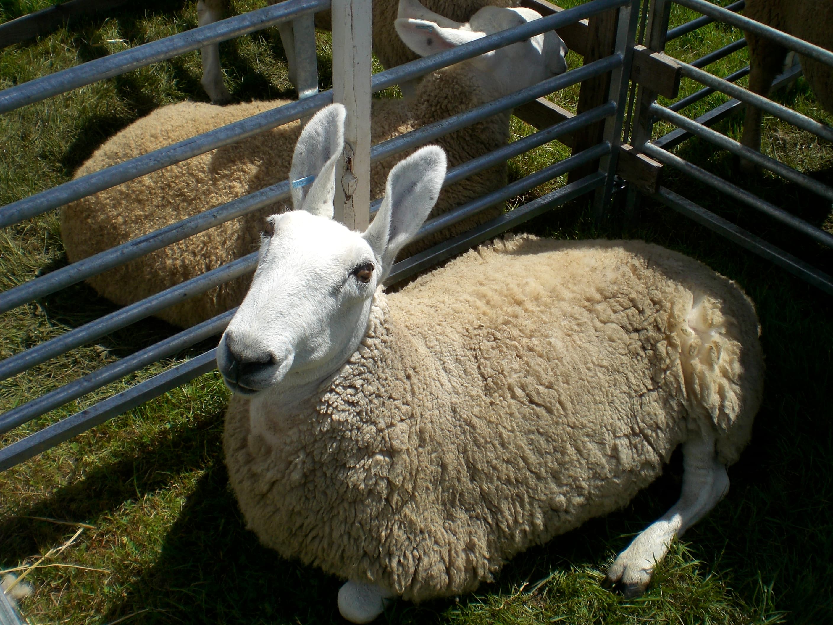 Finding easy care sheep traits