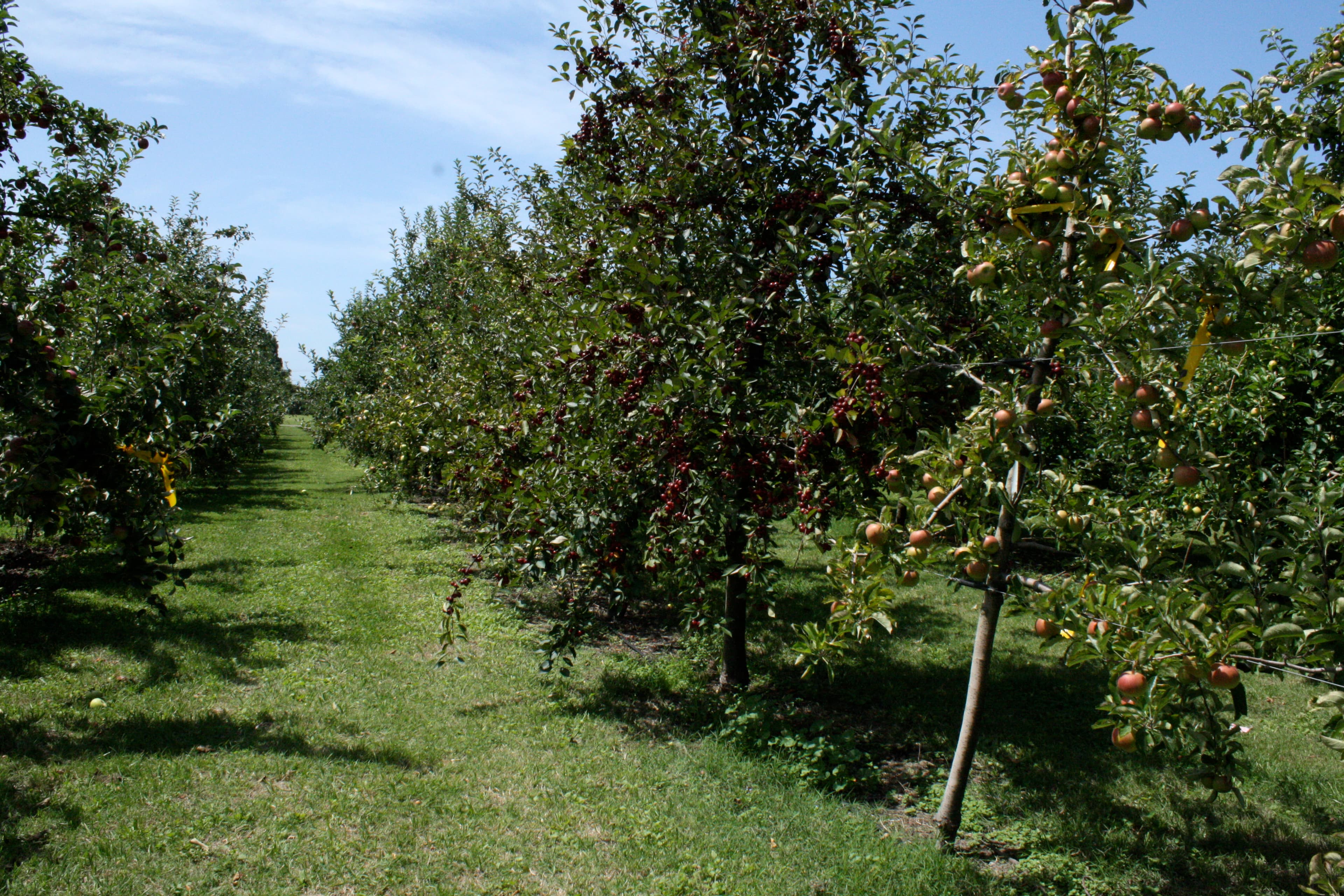 Developing future apple varieties – unit plan