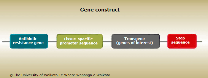 Techniques used to make transgenic cows