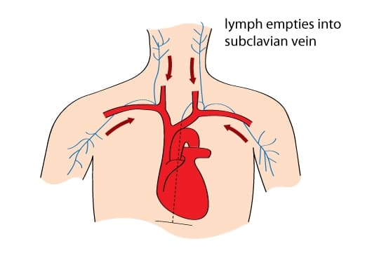 Lymphatic system