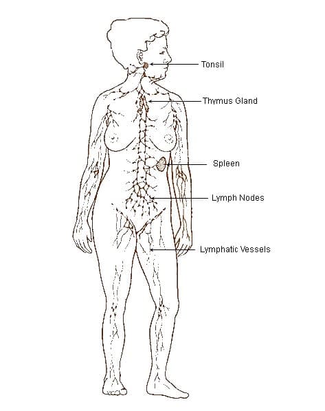 History of xenotransplantation