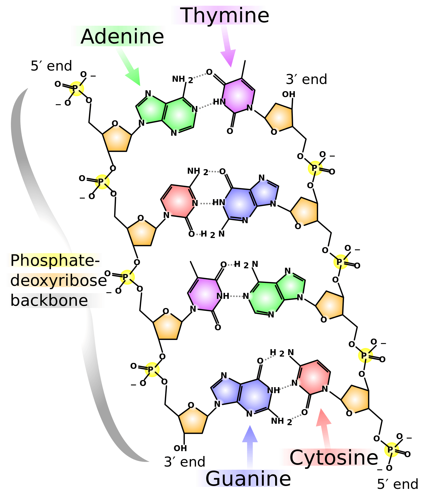 Mistakes in DNA