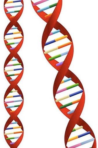 How does PCR work?