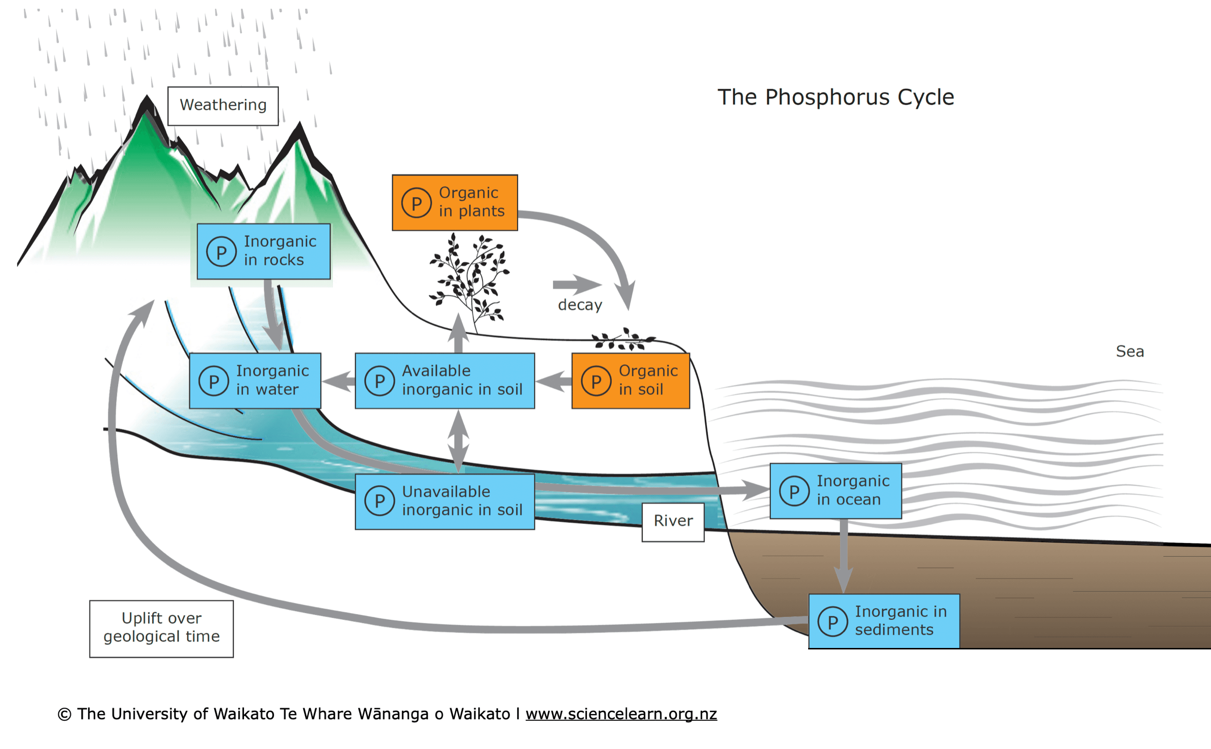 The phosphorus cycle