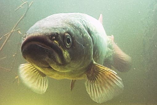 Counting tagged giant kōkopu