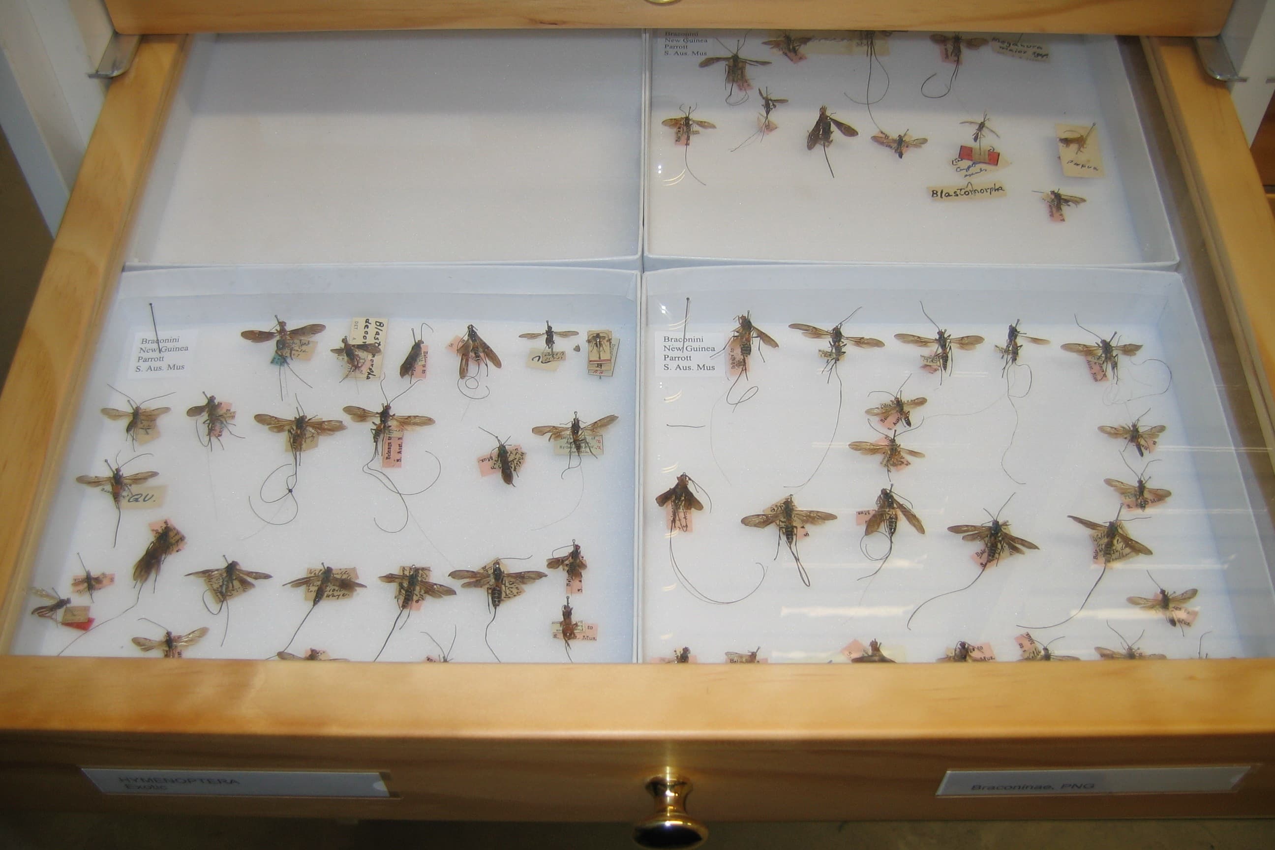 Landcare Research’s insect collection