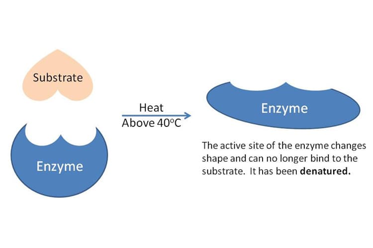 Rate of digestion