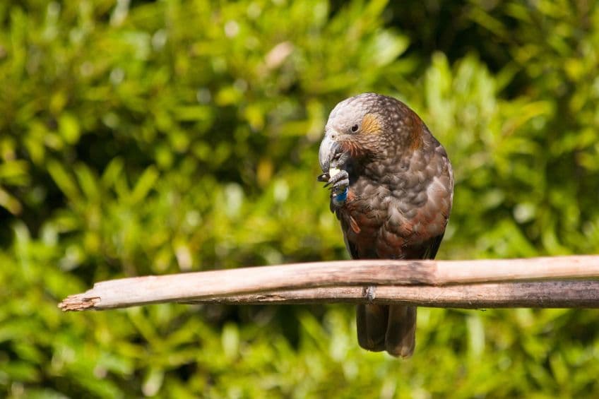 Protecting New Zealand’s treasures