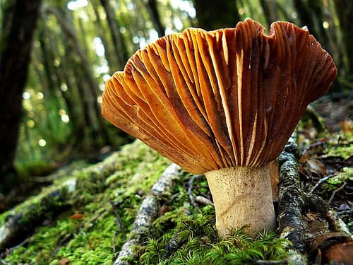 Conserving New Zealand’s fungi