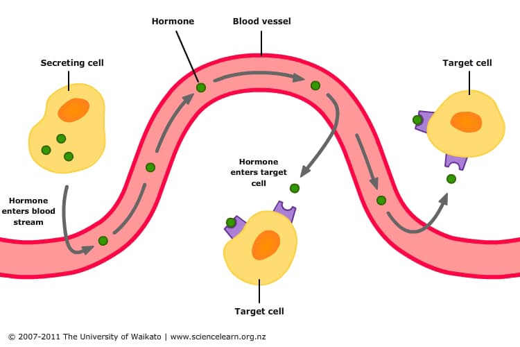 Hormonal control of digestion