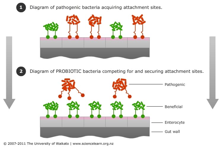 Healthy gut bacteria