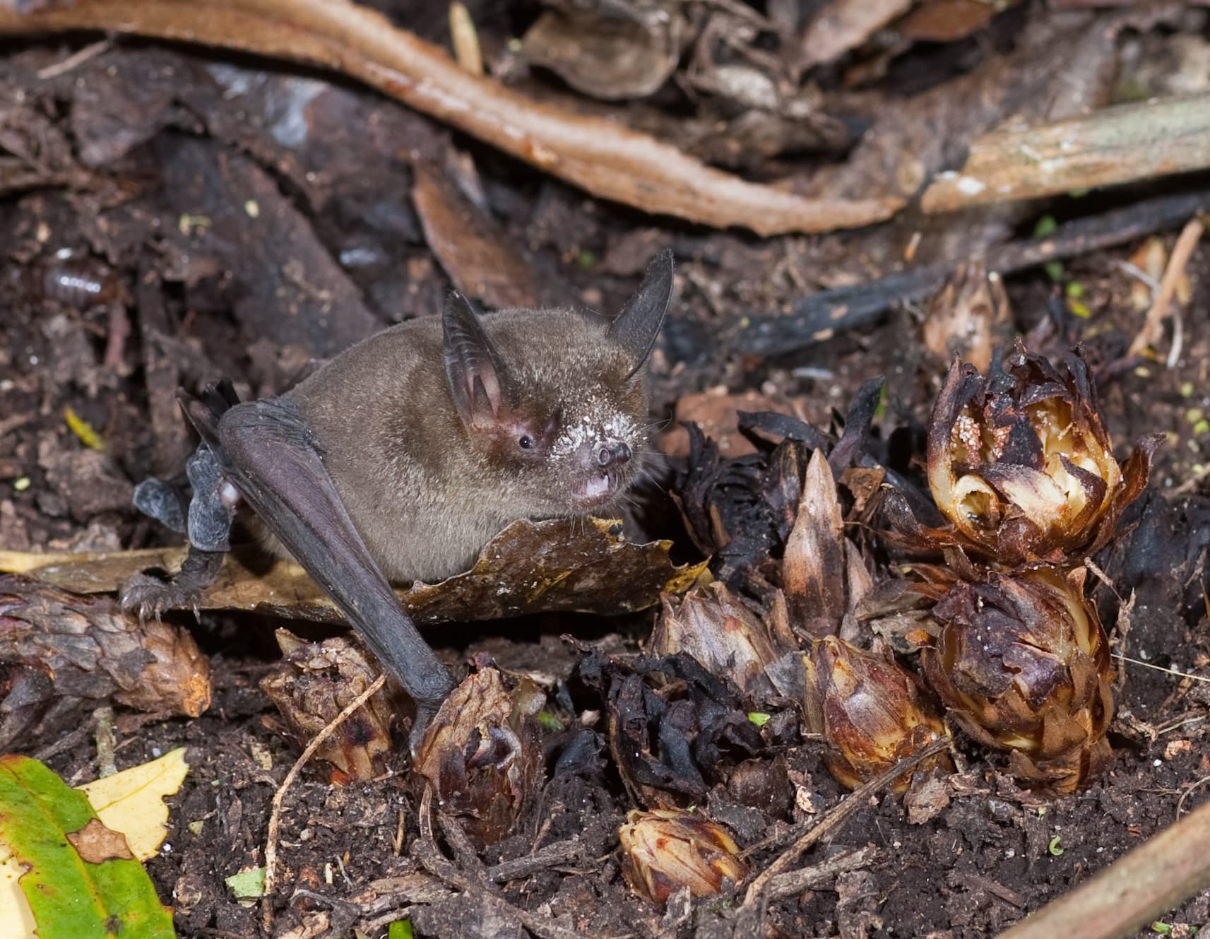 The kākāpō, the bat and the parasitic plant