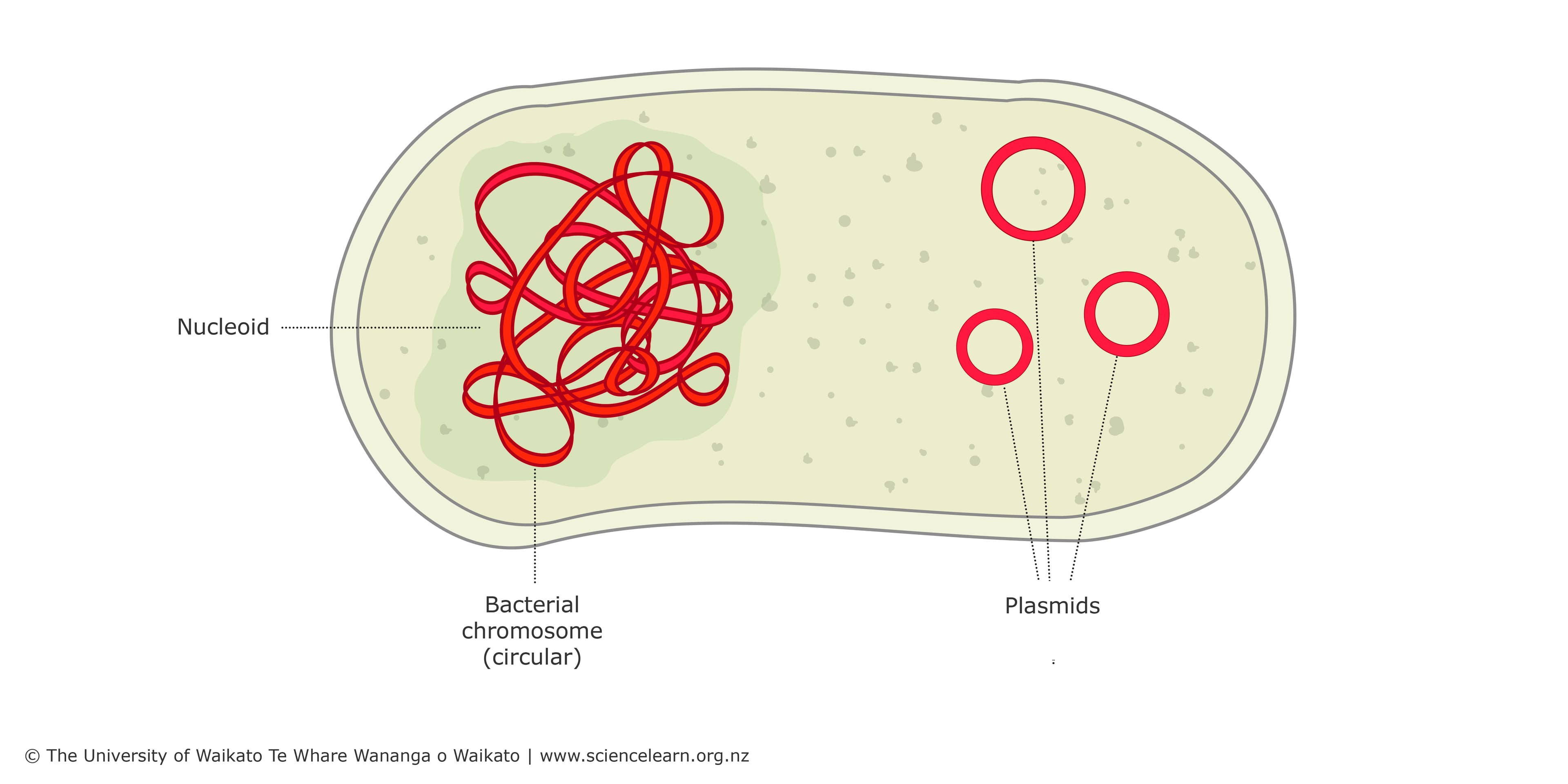 Bacterial DNA – the role of plasmids