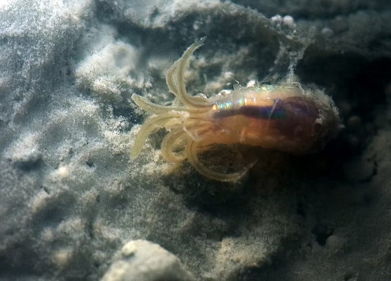 Bacteria-fuelled worms soaking in ocean methane seeps