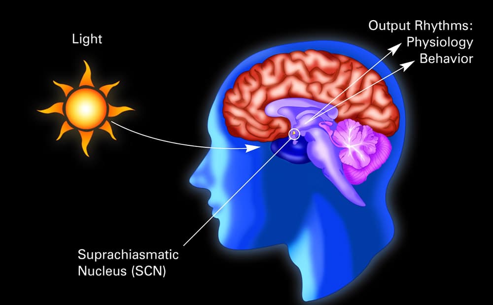 Great outdoors resets biological clocks