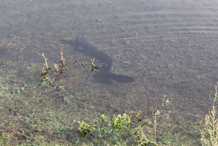 Longfin eel – on a path to extinction?